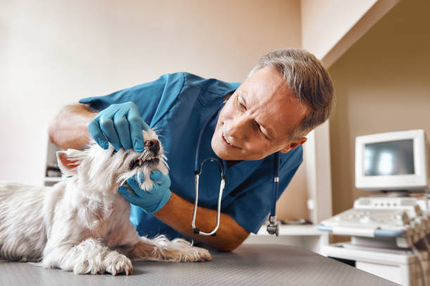 Best Emergency Dentist for Special Needs Patients in White Plains, NY